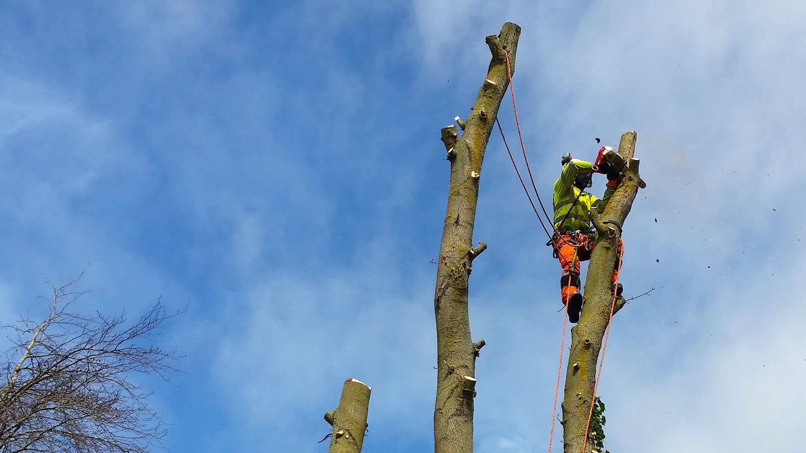 Arboricultural Services in Lincolnshire | Green Cuts