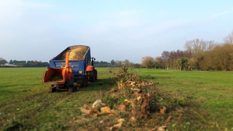 Arboricultural Services in Lincolnshire | Green Cuts