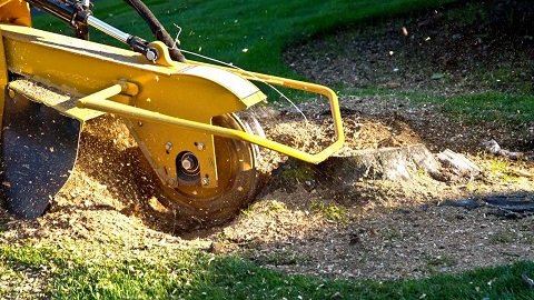 Best Tree Stump Grinding in Cheshire