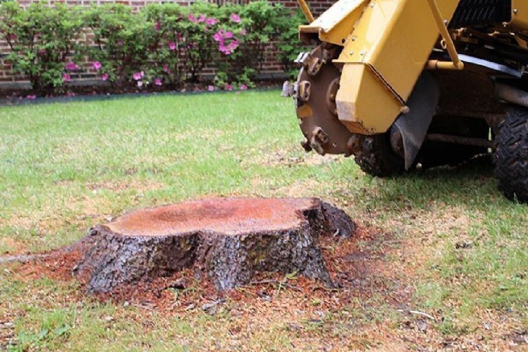 Stump Grinding Leeds, Roundhay | Stump Removal Roundhay, Leeds