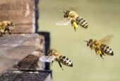 Pocket friendly Pest Control service In Leicester