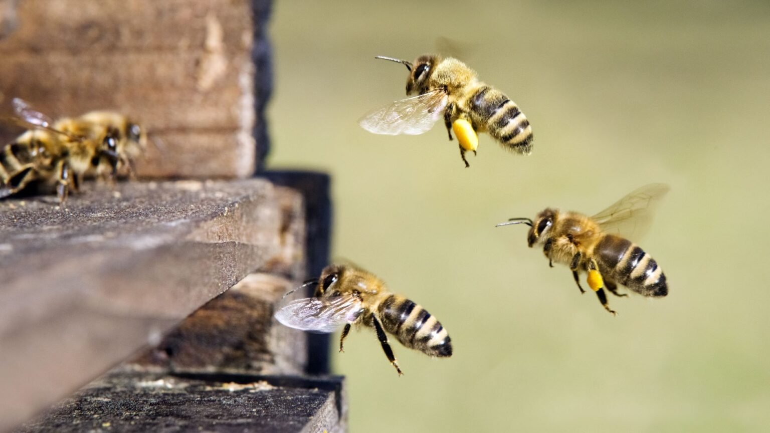 Pocket friendly Pest Control service In Leicester