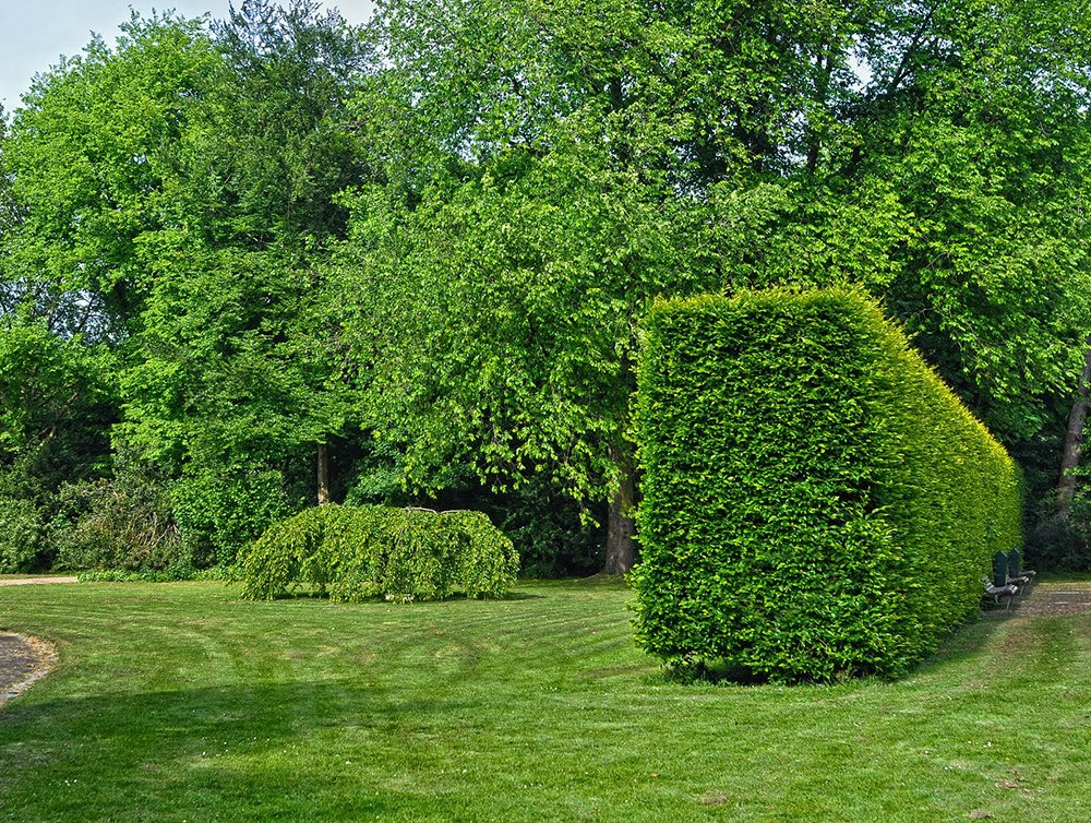 Hedge care, Hedge Trimming Leeds, Roundhay | Hedge Work
