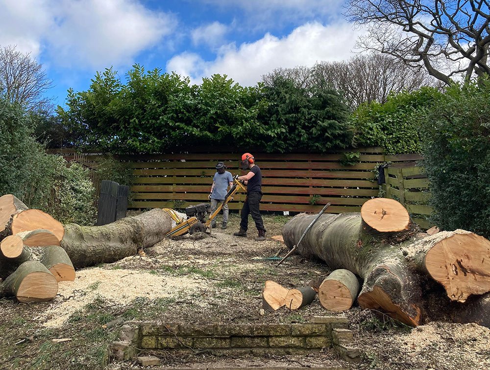 Tree Removal Leeds, Roundhay | Tree Doctors Yorkshire