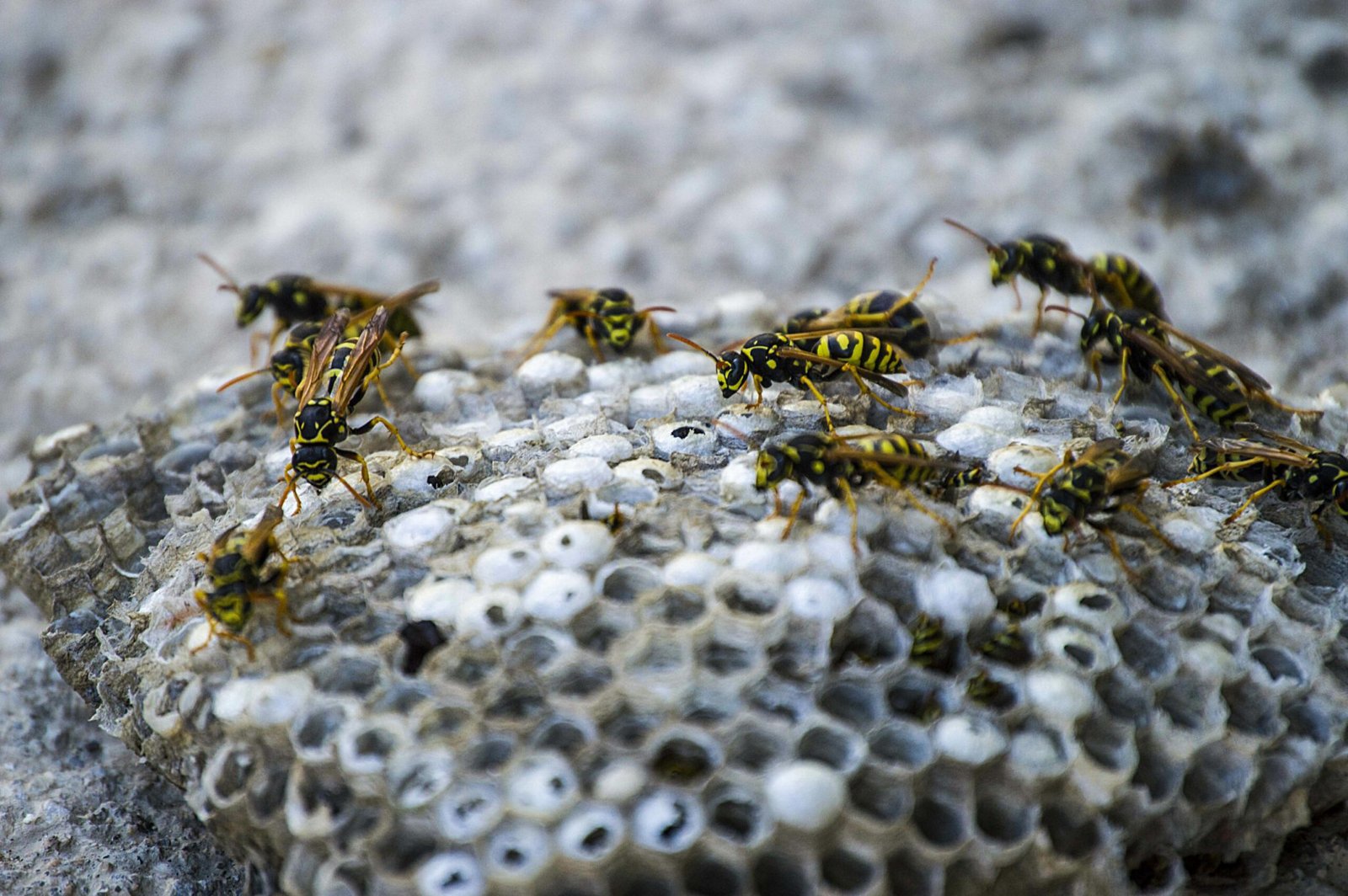Protect Your Home With Hornet Nest Removal Service In Surrey