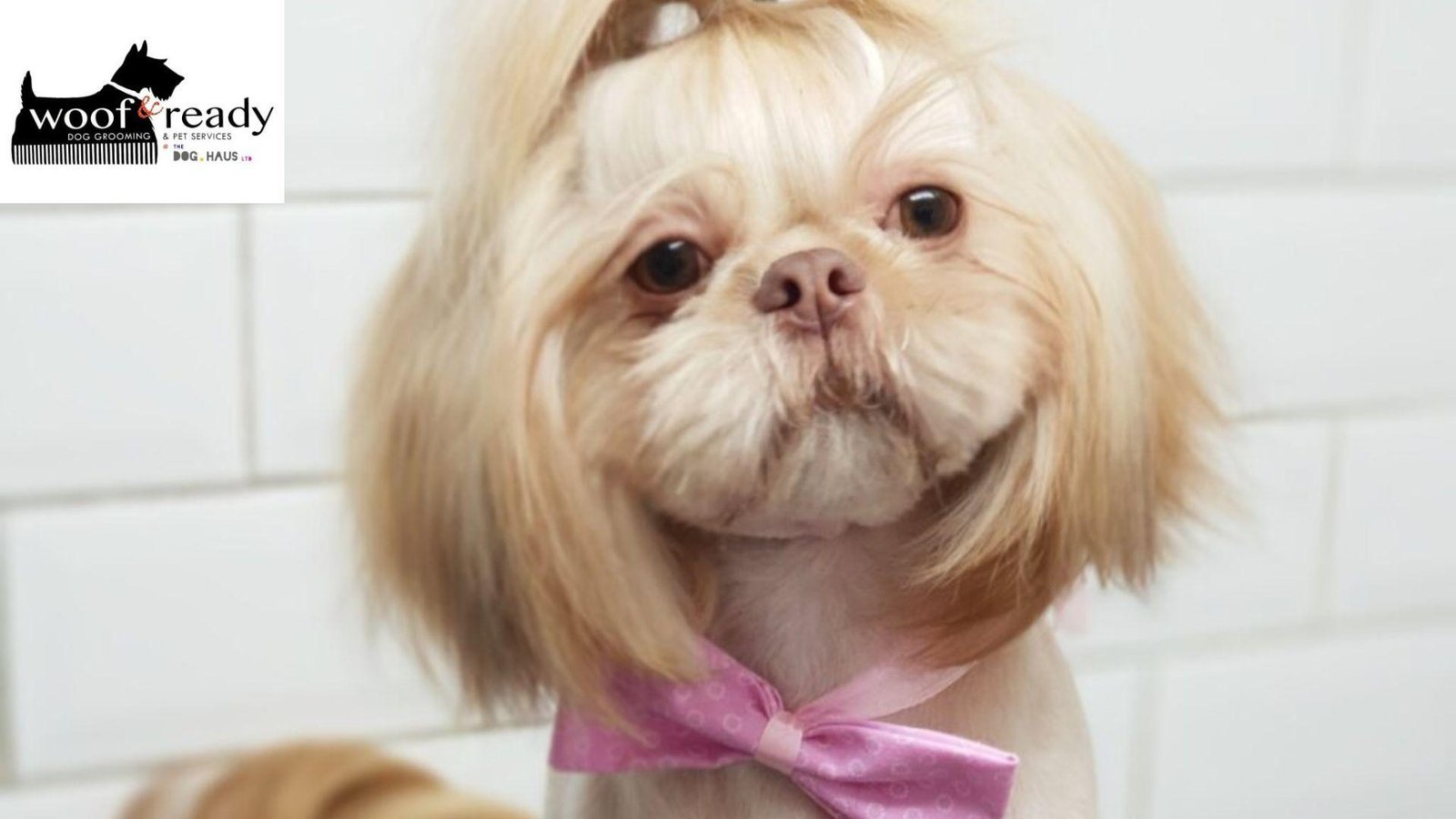 Professional Dog Groomers in Warrington