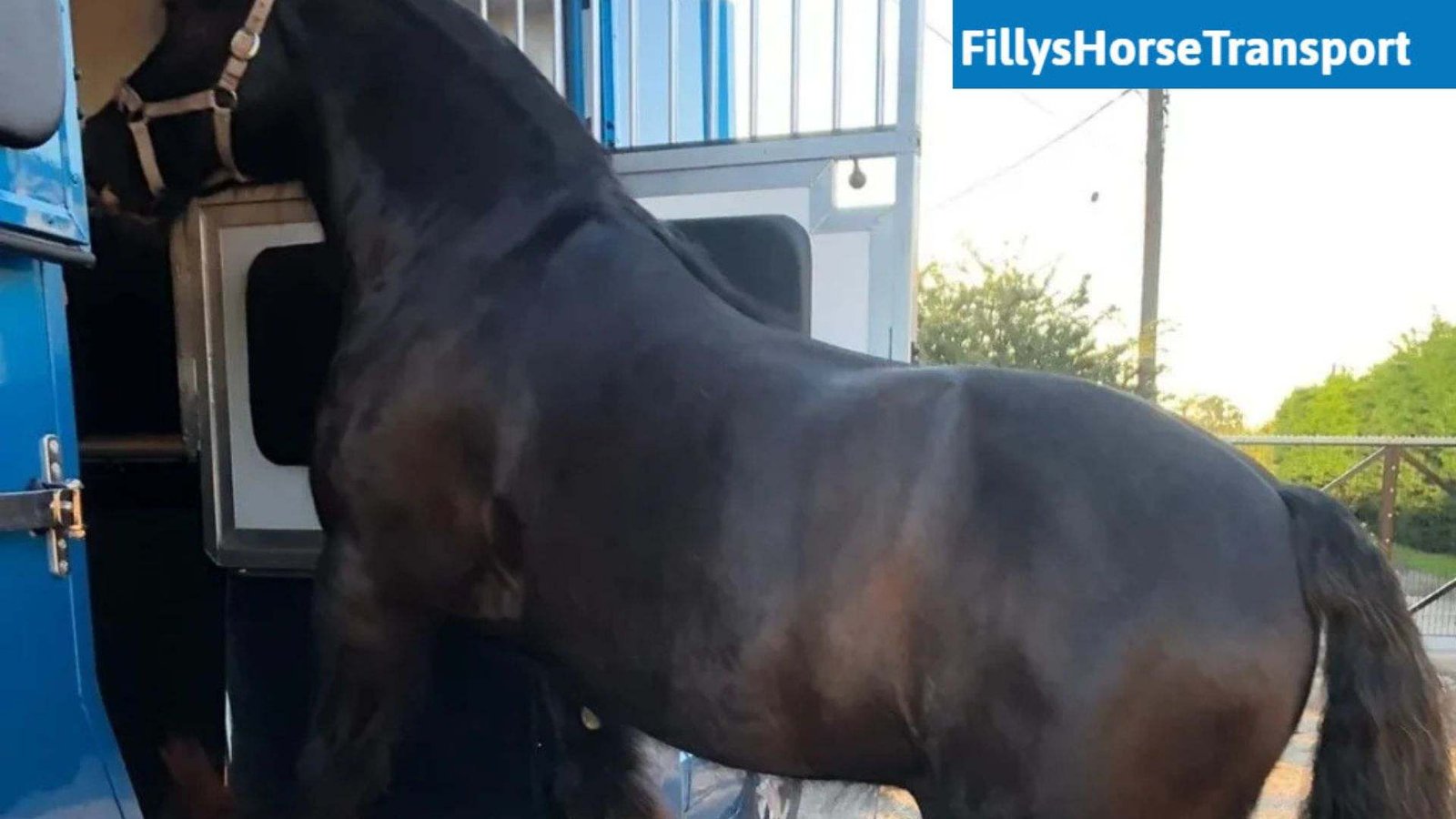 Contact For Horse Transportation Services in the UK