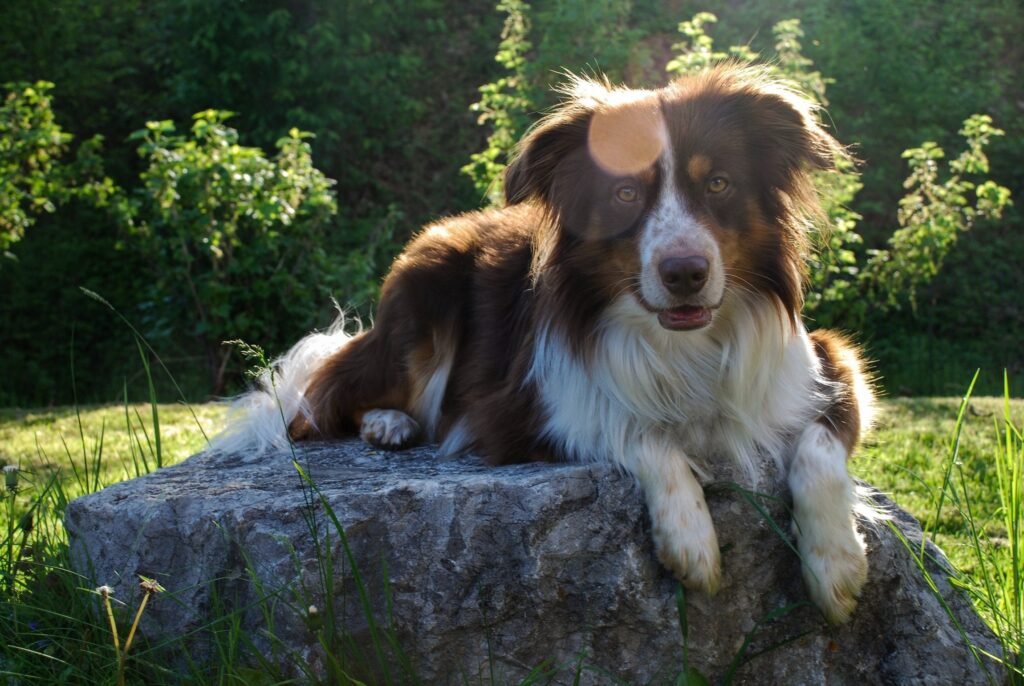 Best Dog Walker And Sitter in Chislehurst