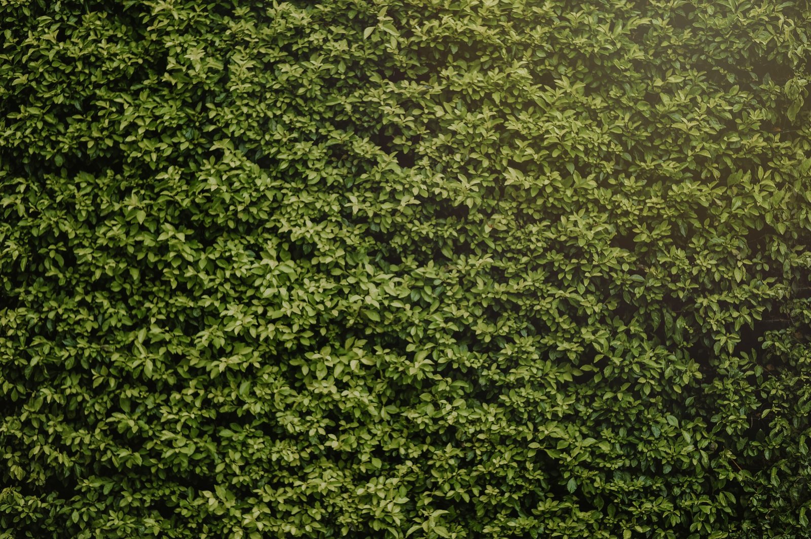 Reach the Trustworthy Contractors for Hedge Cutting in County Durham