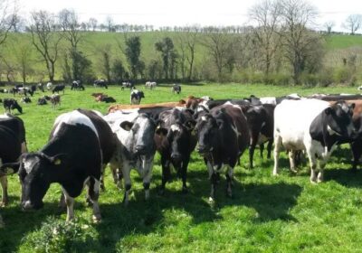 Dairy-Farm-News