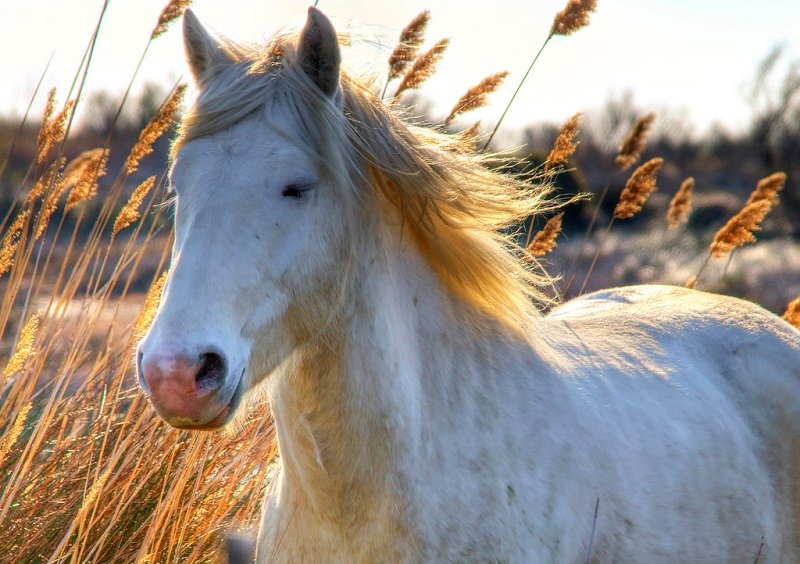 Get the best horse funerals in Wales, Reach Oakfield Equine