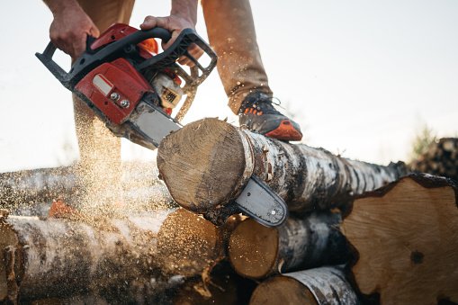 Choosing A Tree Surgeon: What You Need To Know