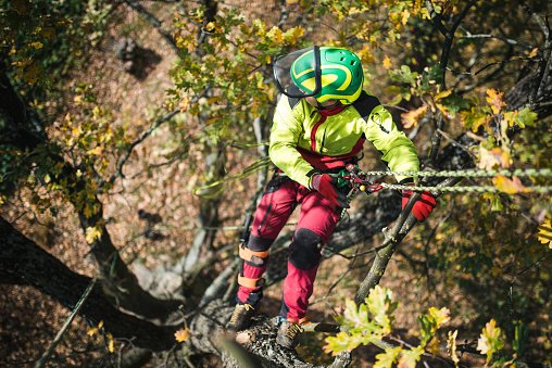 Choosing A Tree Surgeon: What You Need To Know