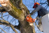 Choosing A Tree Surgeon: What You Need To Know