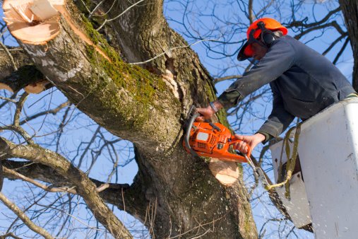 Choosing A Tree Surgeon: What You Need To Know
