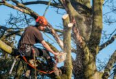 Choosing A Tree Surgeon: What You Need To Know