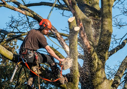 Choosing A Tree Surgeon: What You Need To Know