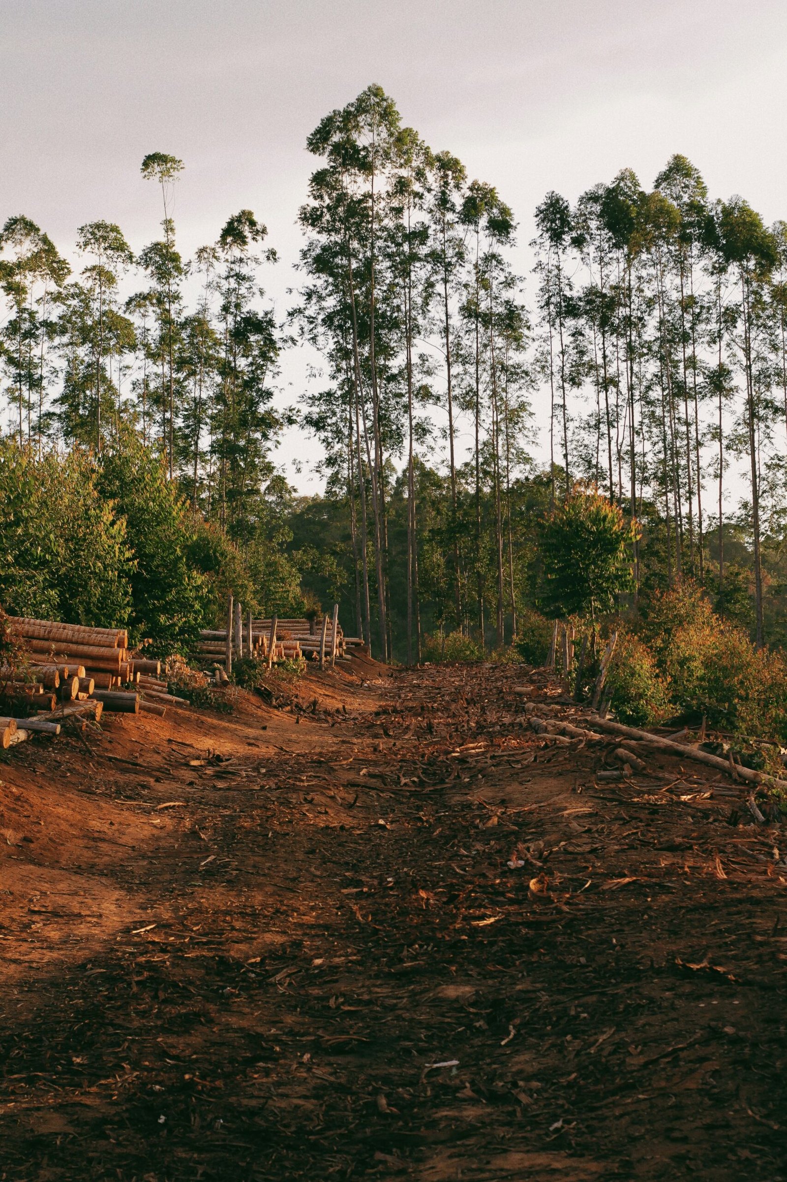 Clear Felling in County Durham