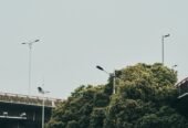 Choosing A Tree Surgeon: What You Need To Know