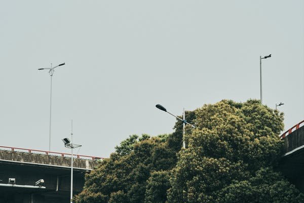 Choosing A Tree Surgeon: What You Need To Know