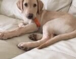 Hire Our Dog Walker to Give Your Dog a 30-minute Walk in Bromley