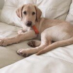 Hire Our Dog Walker to Give Your Dog a 30-minute Walk in Bromley