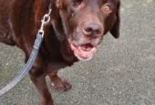Get The Best Pet Care Services in Bromley | Pet Care & Dog Walking