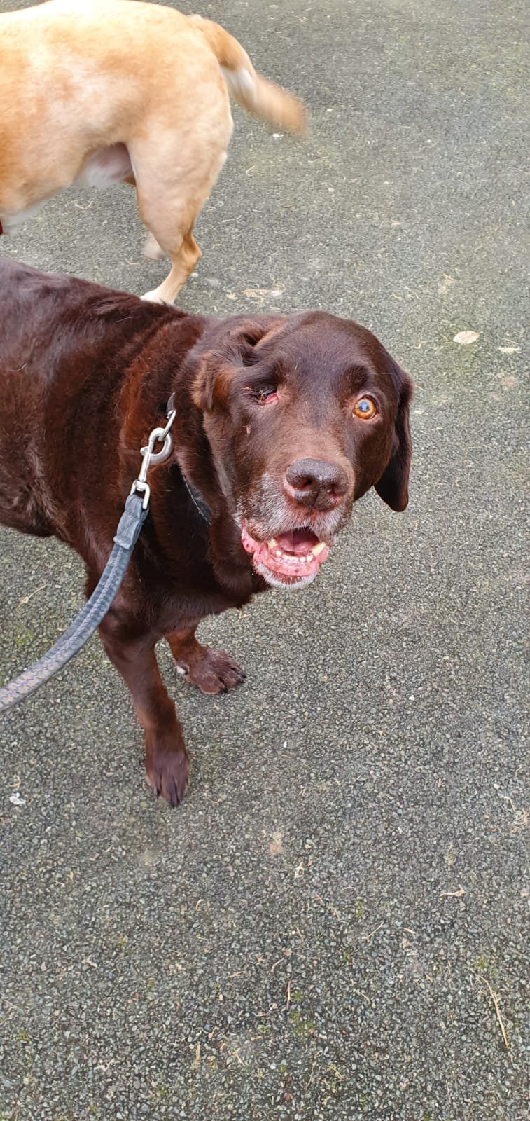 Get The Best Pet Care Services in Bromley | Pet Care & Dog Walking