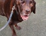 Hire Our Dog Walker to Give Your Dog a 30-minute Walk in Bromley
