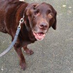 Hire Our Dog Walker to Give Your Dog a 30-minute Walk in Bromley