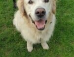 Hire Our Dog Walker to Give Your Dog a 30-minute Walk in Bromley
