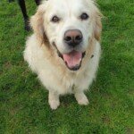 Hire Our Dog Walker to Give Your Dog a 30-minute Walk in Bromley