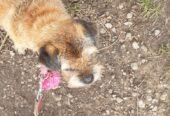 Get Professional Pet Care Services in Bromley for Your Furry Friend