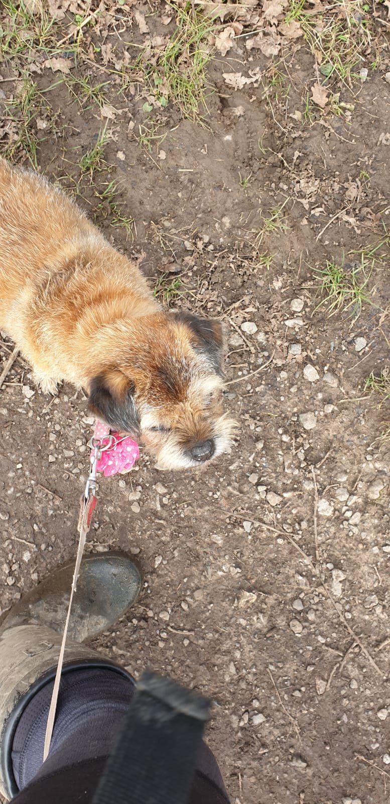 Get Professional Pet Care Services in Bromley for Your Furry Friend