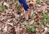 Get Professional Pet Care Services in Bromley for Your Furry Friend