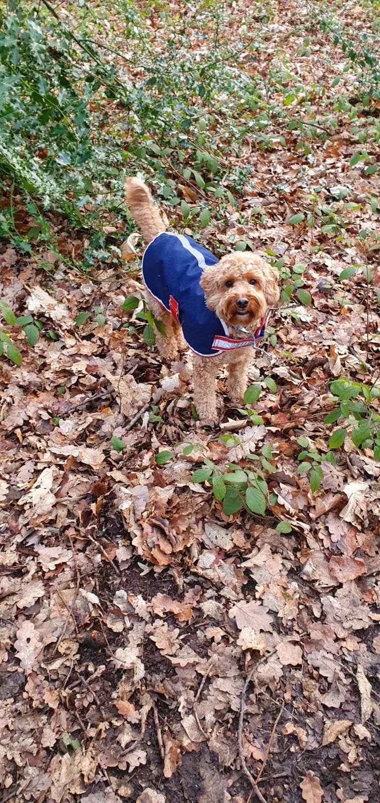 Get Professional Pet Care Services in Bromley for Your Furry Friend