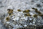 Protect Your Home With Our Wasp Nest Removal Service In Surrey