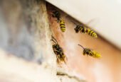 Protect Your Home With Our Wasp Nest Removal Service In Surrey