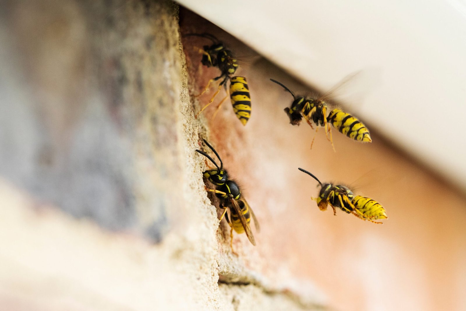 Protect Your Home With Our Wasp Nest Removal Service In Surrey