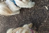 Get Professional Pet Care Services in Bromley for Your Furry Friend