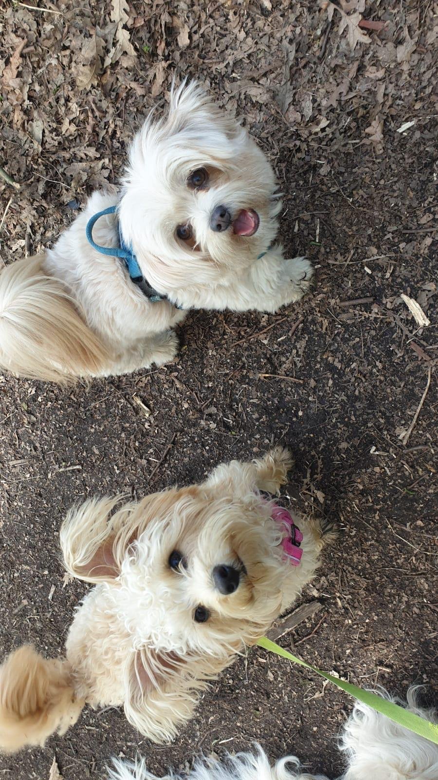 Get Professional Pet Care Services in Bromley for Your Furry Friend