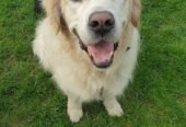 Get Professional Pet Care Services in Bromley for Your Furry Friend