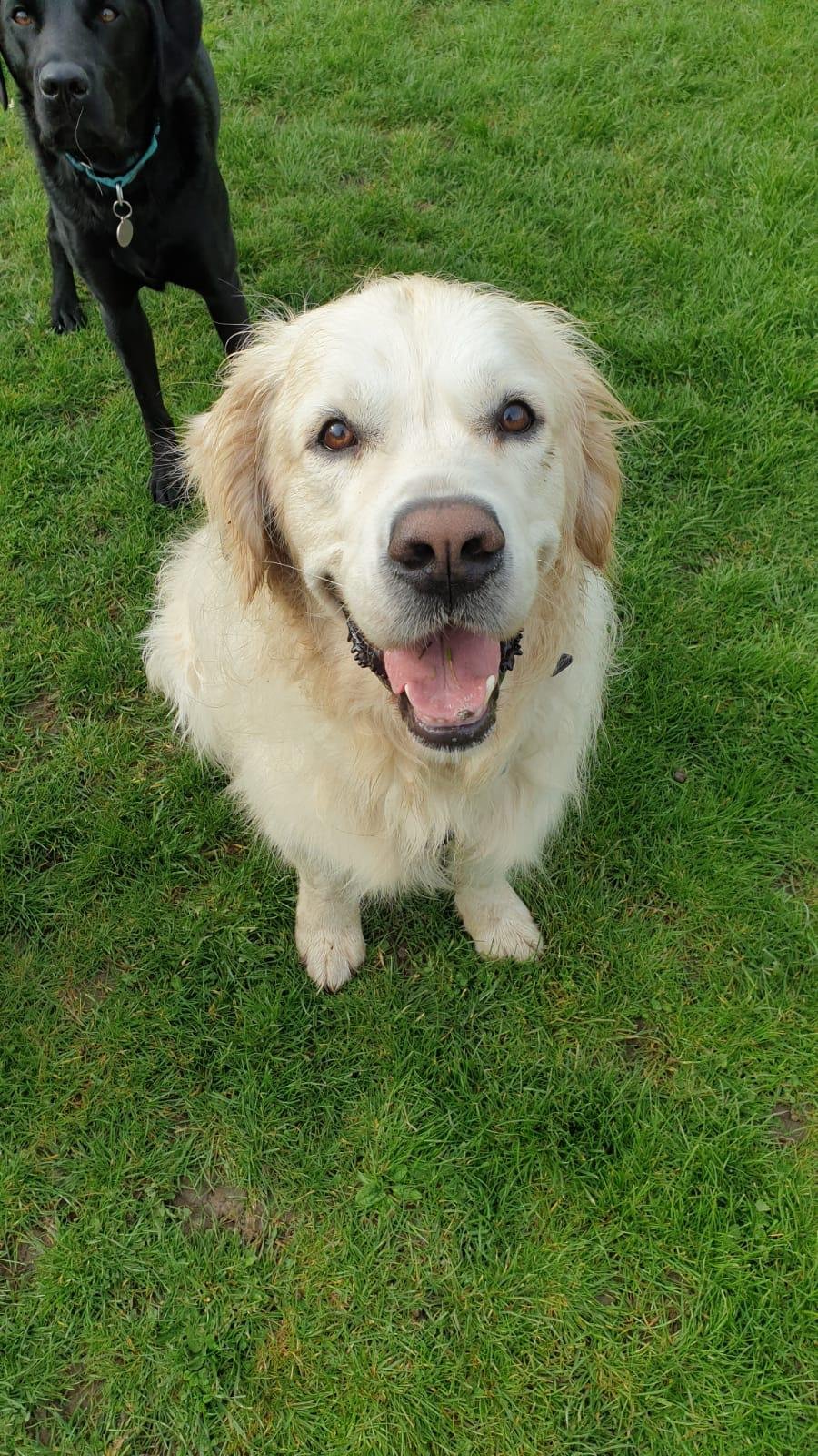 Get Professional Pet Care Services in Bromley for Your Furry Friend