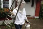 Protect Your Home With Our Wasp Nest Removal Service In Surrey