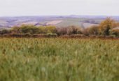 Get Memorial Gardens in Cornwall With a Unique Sense of Remembrance