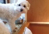 Hire Our Dog Walker to Give Your Dog a 30-minute Walk in Bromley
