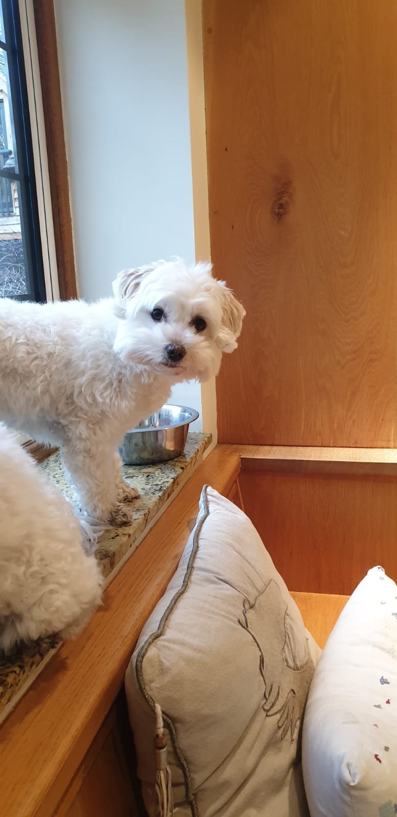 Hire Our Dog Walker to Give Your Dog a 30-minute Walk in Bromley