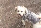 Get Professional Pet Care Services in Bromley for Your Furry Friend