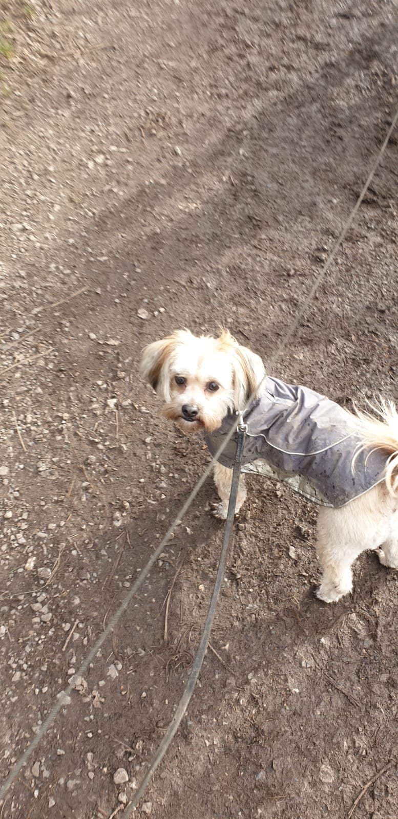 Get Professional Pet Care Services in Bromley for Your Furry Friend