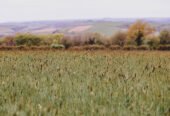 Planning your funeral With Our Experienced Funeral Director in Cornwall
